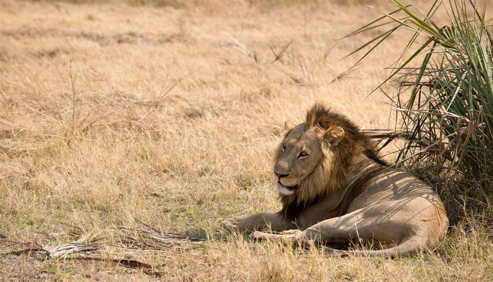 Sandibe Okavango Safari Lodge